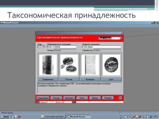 Таксономическая принадлежность