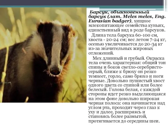 Барсук, обыкновенный барсук (лат. Meles meles, Eng. Eurasian badger), хищное млекопитающее