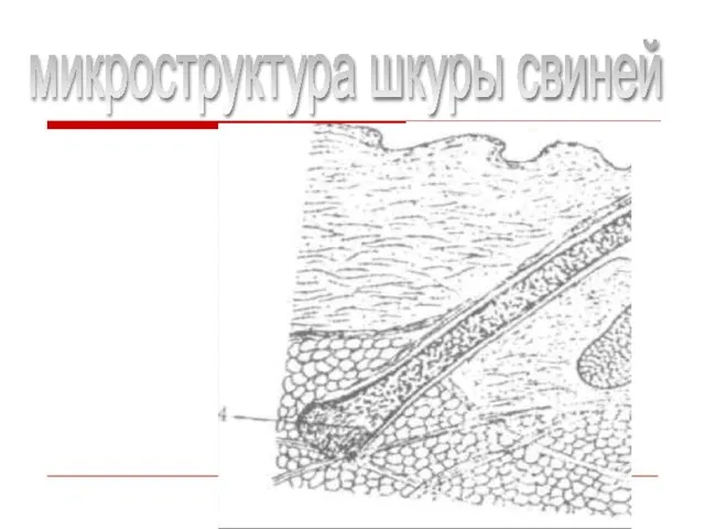 микроструктура шкуры свиней