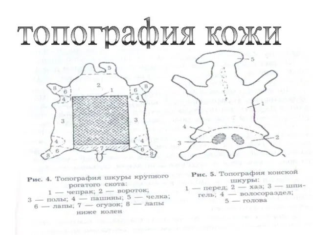 топография кожи