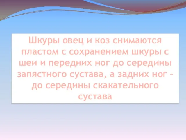 Шкуры овец и коз снимаются пластом с сохранением шкуры с шеи