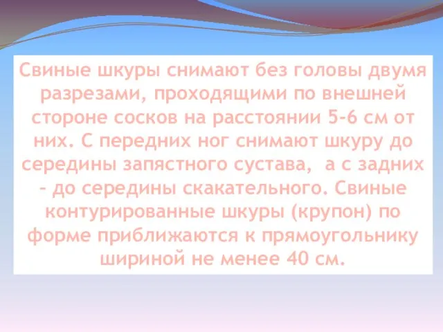 Свиные шкуры снимают без головы двумя разрезами, проходящими по внешней стороне