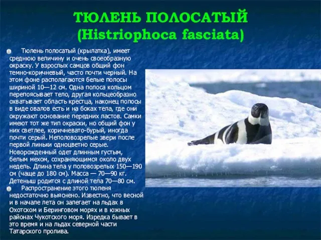 ТЮЛЕНЬ ПОЛОСАТЫЙ (Histriophoca fasciata) Тюлень полосатый (крылатка), имеет среднюю величину и