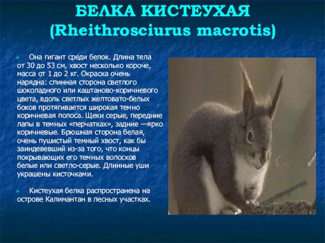 БЕЛКА КИСТЕУХАЯ (Rheithrosciurus macrotis) Она гигант среди белок. Длина тела от