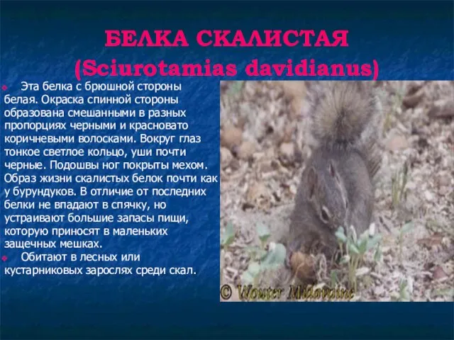 БЕЛКА СКАЛИСТАЯ (Sciurotamias davidianus) Эта белка с брюшной стороны белая. Окраска