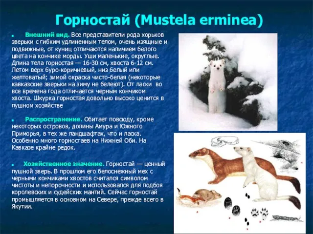 Горностай (Mustela erminea) Внешний вид. Все представители рода хорьков зверьки с