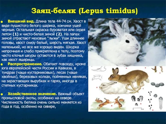 Заяц-беляк (Lepus timidus) Внешний вид. Длина тела 44-74 см. Хвост в