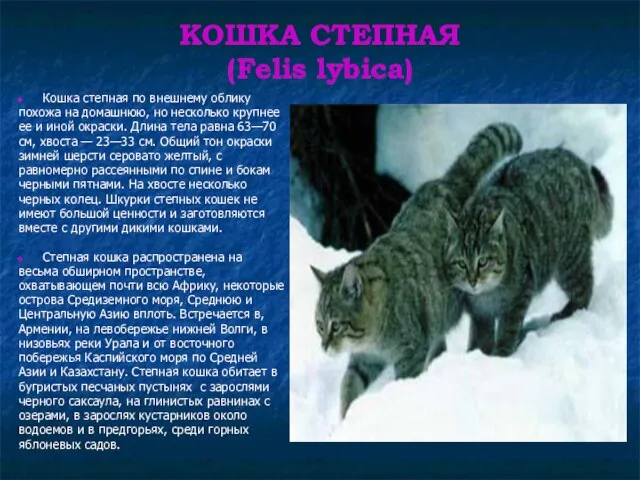 КОШКА СТЕПНАЯ (Felis lybica) Кошка степная по внешнему облику похожа на