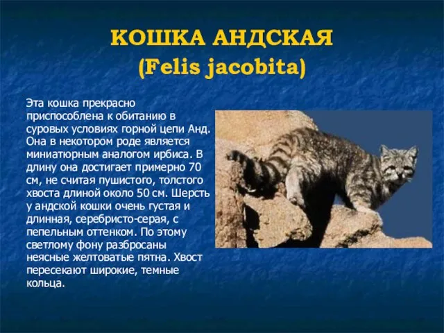 КОШКА АНДСКАЯ (Felis jacobita) Эта кошка прекрасно приспособлена к обитанию в