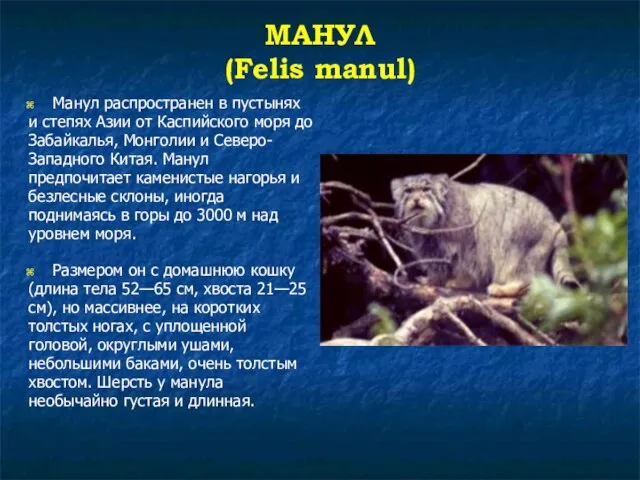 МАНУЛ (Felis manul) Манул распространен в пустынях и степях Азии от