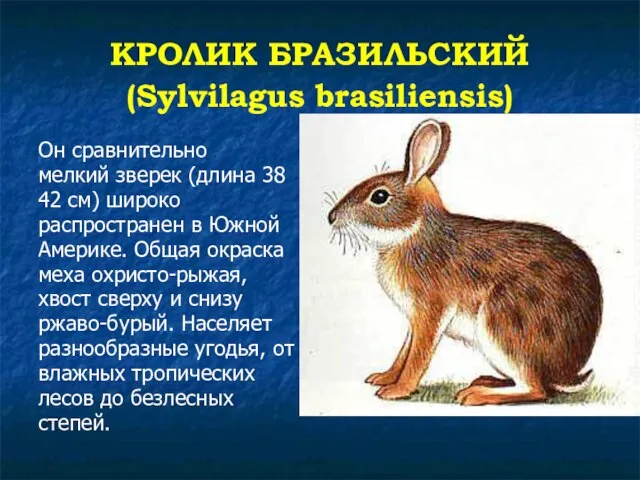 КРОЛИК БРАЗИЛЬСКИЙ (Sylvilagus brasiliensis) Он сравнительно мелкий зверек (длина 38 42