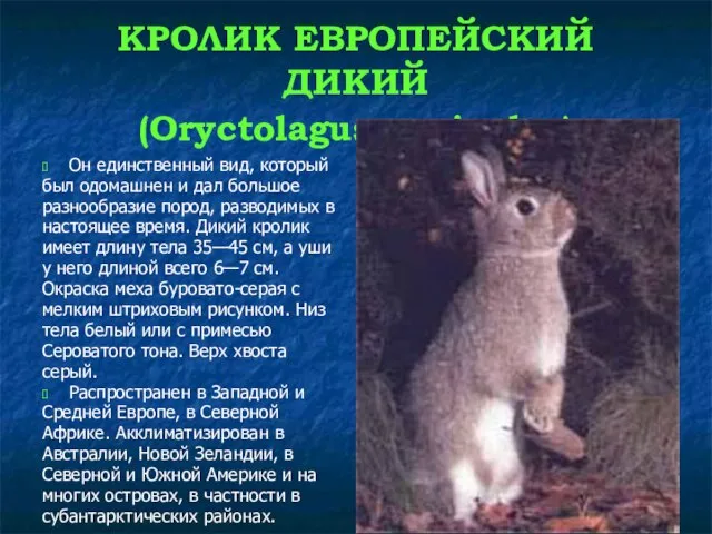 КРОЛИК ЕВРОПЕЙСКИЙ ДИКИЙ (Oryctolagus cuniculus) Он единственный вид, который был одомашнен