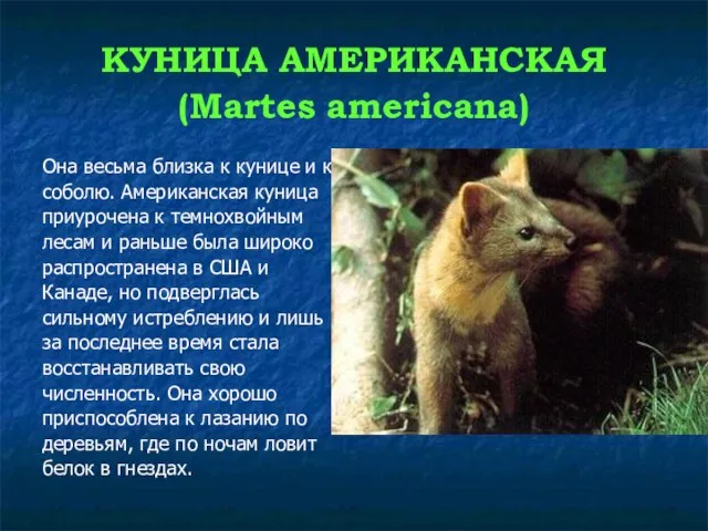 КУНИЦА АМЕРИКАНСКАЯ (Martes americana) Она весьма близка к кунице и к