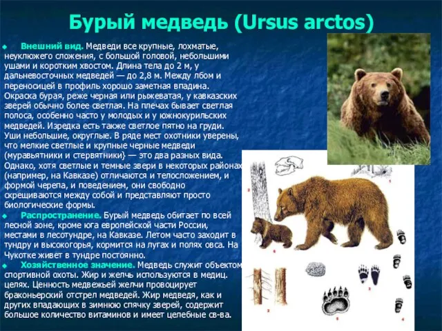 Бурый медведь (Ursus arctos) Внешний вид. Медведи все крупные, лохматые, неуклюжего
