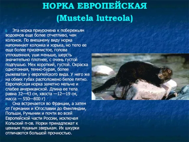 НОРКА ЕВРОПЕЙСКАЯ (Mustela lutreola) Эта норка приурочена к побережьям водоемов еще