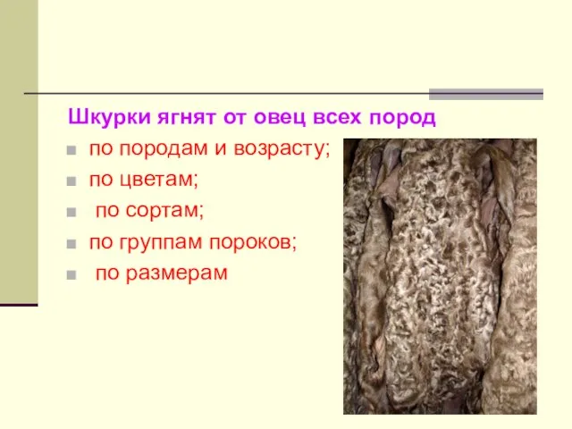 Шкурки ягнят от овец всех пород по породам и возрасту; по