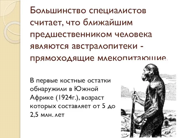 Большинство специалистов считает, что ближайшим предшественником человека являются австралопитеки - прямоходящие