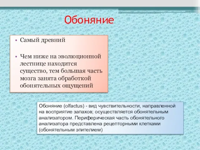 Обоняние Самый древний Чем ниже на эволюционной лестнице находится существо, тем