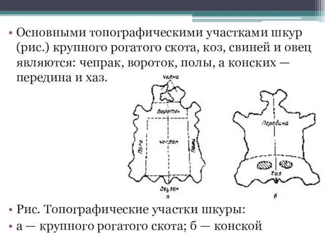 Основными топографическими участками шкур (рис.) крупного рогатого скота, коз, свиней и