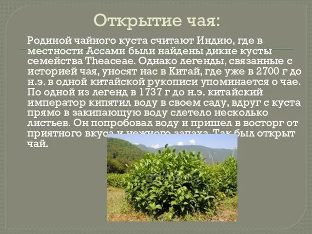 Открытие чая: Родиной чайного куста считают Индию, где в местности Ассами