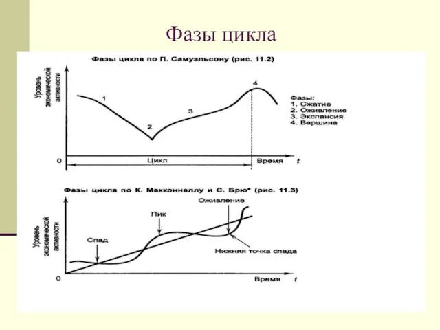 Фазы цикла