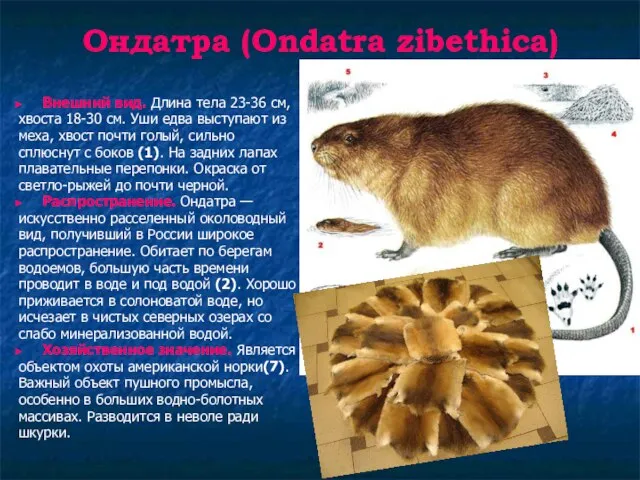 Ондатра (Ondatra zibethica) Внешний вид. Длина тела 23-36 см, хвоста 18-30