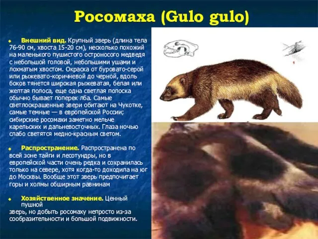 Росомаха (Gulo gulo) Внешний вид. Крупный зверь (длина тела 76-90 см,