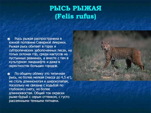 РЫСЬ РЫЖАЯ (Felis rufus) Рысь рыжая распространена в южной половине Северной