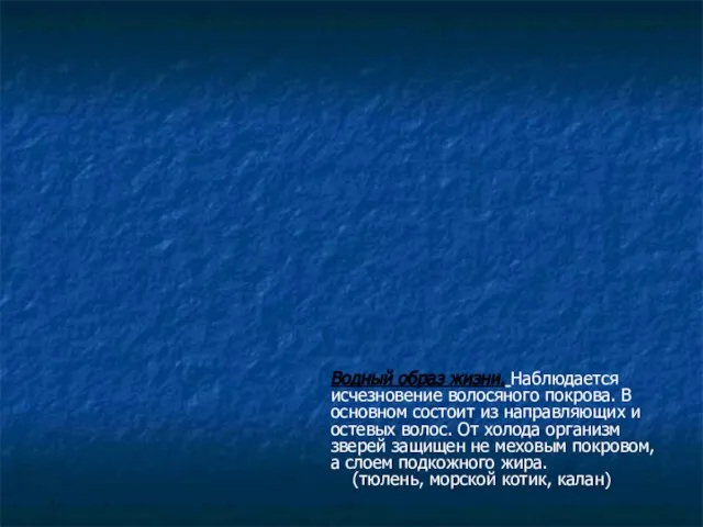 Водный образ жизни. Наблюдается исчезновение волосяного покрова. В основном состоит из