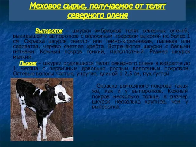 Меховое сырье, получаемое от телят северного оленя Выпороток – шкурки эмбрионов