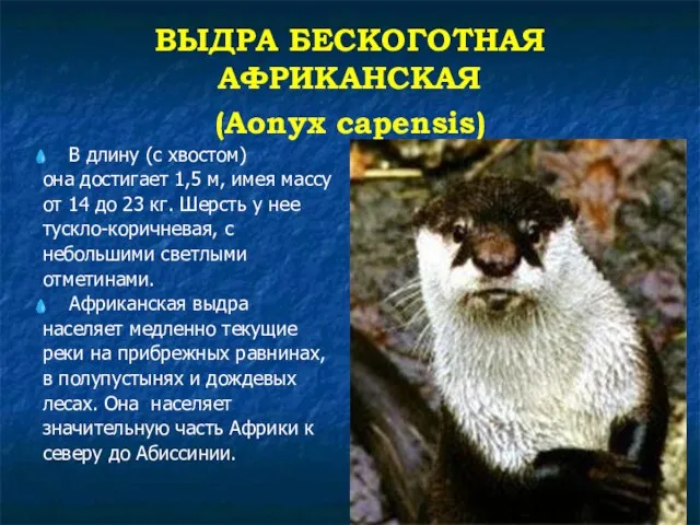 ВЫДРА БЕСКОГОТНАЯ АФРИКАНСКАЯ (Aonyx capensis) В длину (с хвостом) она достигает