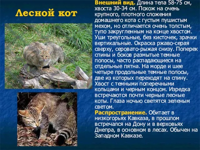 Лесной кот Внешний вид. Длина тела 58-75 см, хвоста 30-34 см.