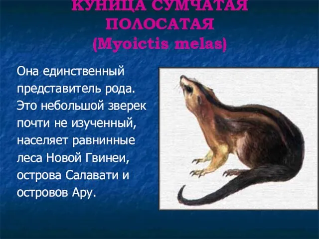 КУНИЦА СУМЧАТАЯ ПОЛОСАТАЯ (Myoictis melas) Она единственный представитель рода. Это небольшой