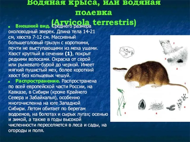 Водяная крыса, или водяная полевка (Arvicola terrestris) Внешний вид. Среднего размера