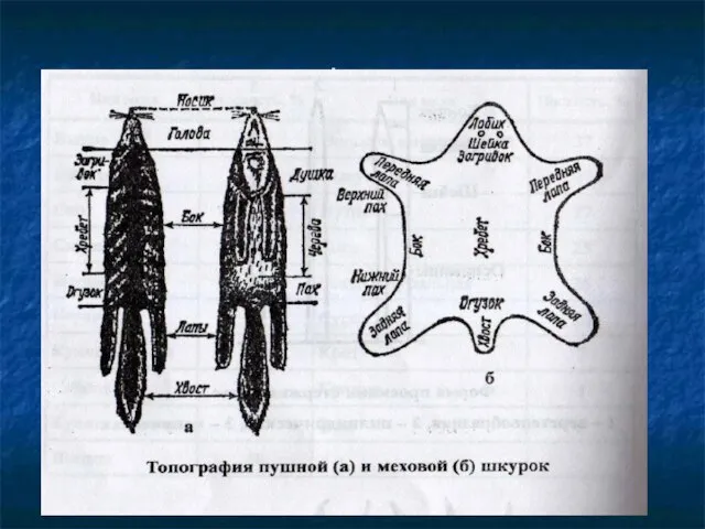 Топография шкурки