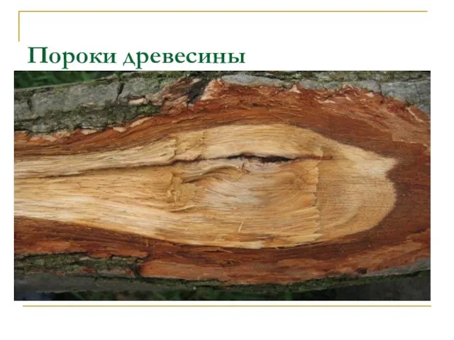 Пороки древесины