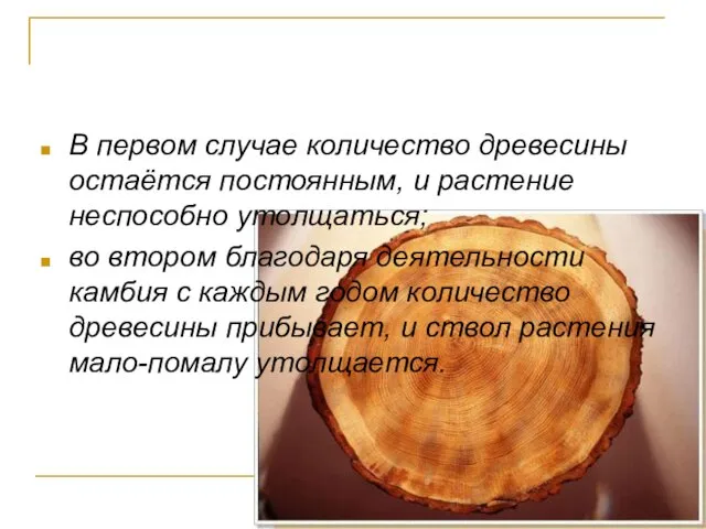 В первом случае количество древесины остаётся постоянным, и растение неспособно утолщаться;