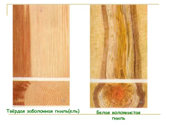 Твёрдая заболонная гниль(ель) Белая волокнистая гниль