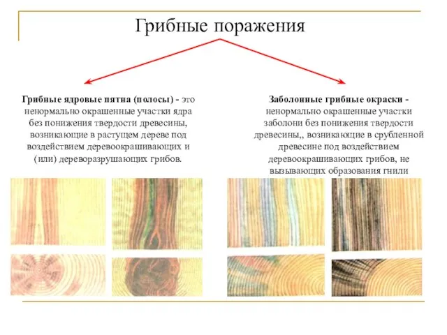 Грибные поражения Грибные ядровые пятна (полосы) - это ненормально окрашенные участки