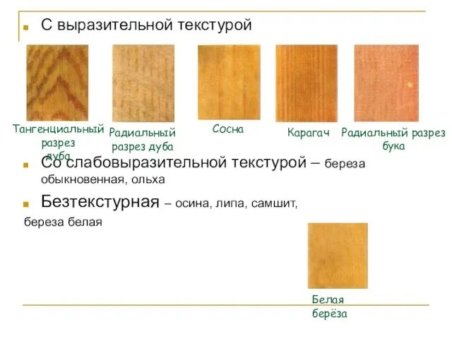 С выразительной текстурой Со слабовыразительной текстурой – береза обыкновенная, ольха Безтекстурная