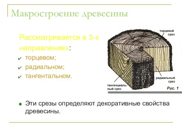 Макростроение древесины Рассматривается в 3-х направлениях: торцевом; радиальном; тангентальном. Эти срезы определяют декоративные свойства древесины.