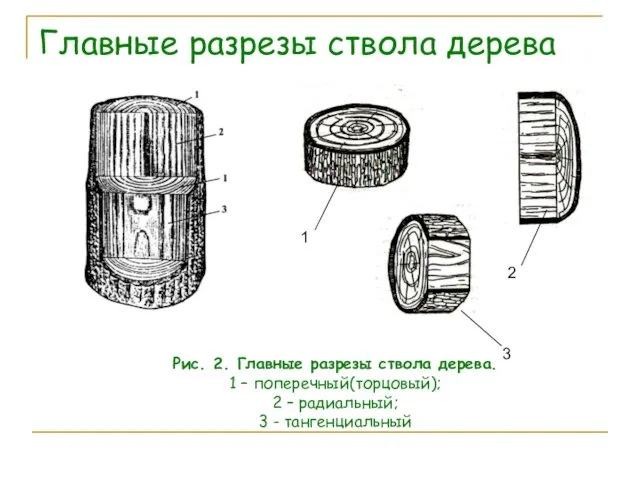 Главные разрезы ствола дерева Рис. 2. Главные разрезы ствола дерева. 1