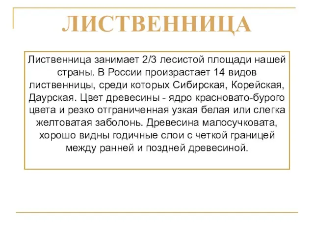 Лиственница занимает 2/3 лесистой площади нашей страны. В России произрастает 14