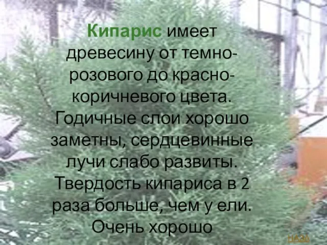 Кипарис имеет древесину от темно-розового до красно-коричневого цвета. Годичные слои хорошо