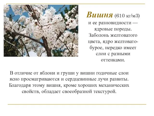 Вишня (610 кг/м3) и ее разновидности — ядровые породы. Заболонь желтоватого