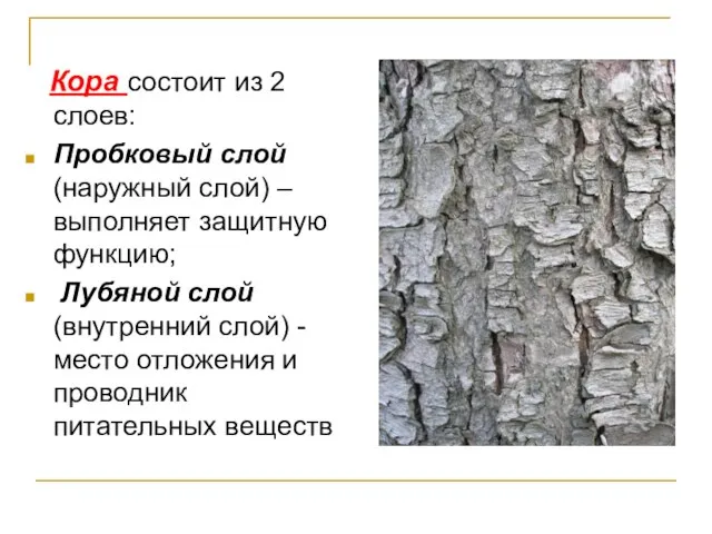 Кора состоит из 2 слоев: Пробковый слой (наружный слой) –выполняет защитную