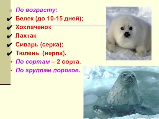 По возрасту: Белек (до 10-15 дней); Хохлаченок Лахтак Сиварь (серка); Тюлень