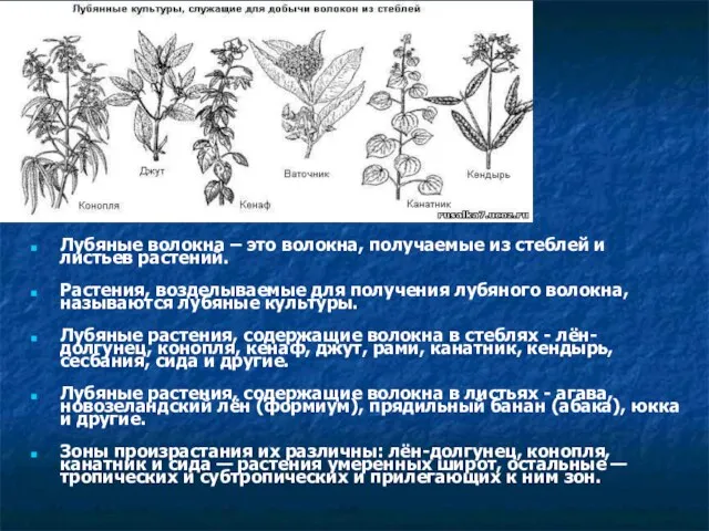 Лубяные волокна Лубяные волокна – это волокна, получаемые из стеблей и