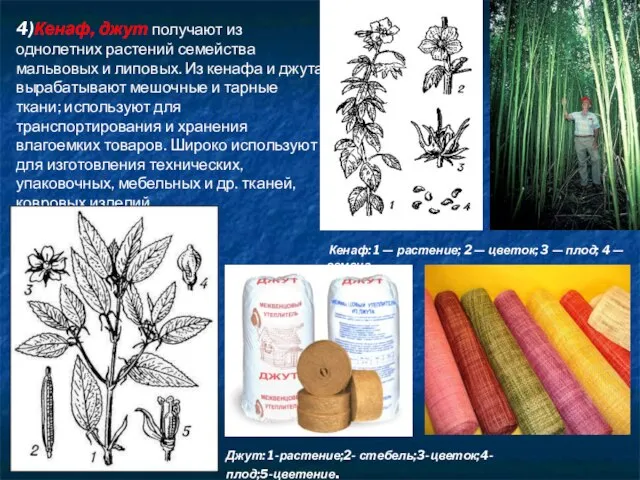 4)Кенаф, джут получают из однолетних растений семейства мальвовых и липовых. Из