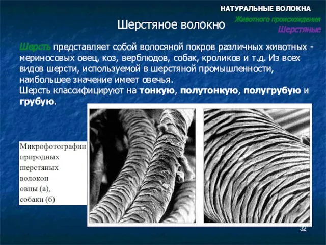 Шерстяное волокно Шерсть представляет собой волосяной покров различных животных -мериносовых овец,